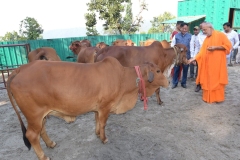 gaumukhdairy-15