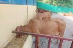 gaumukhdairy24