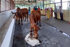 gaumukhdairy28