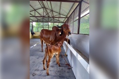 gaumukhdairy29