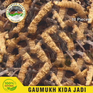 Gaumukh Kida Jadi